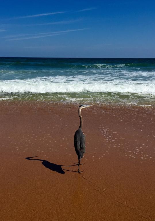 Coral Sands Inn Ormond Beach Kültér fotó